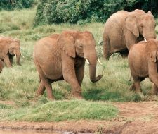 Elephant | Big Five Tours