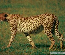 Cheetah | Big Five Tours