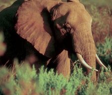 Elephant | Big Five Tours