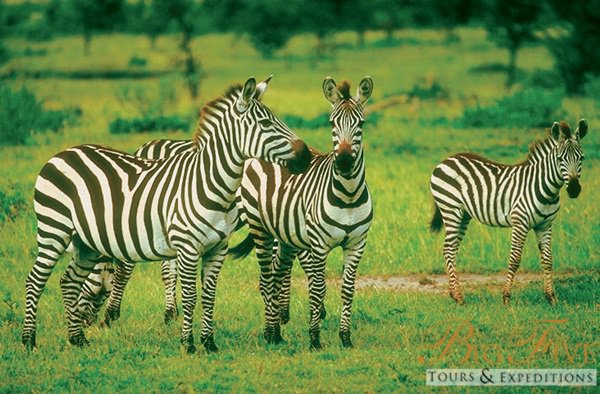 Zebras | Big Five Tours