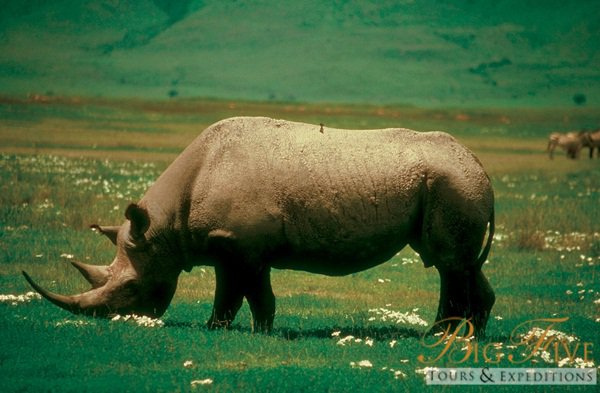 Rhino | Big Five Tours