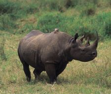 Rhino | Big Five Tours