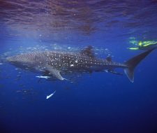 Diving with Whalesharks at Ningaloo Reef | BIg Five TOurs