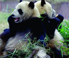 Pandas | Big Five Tours