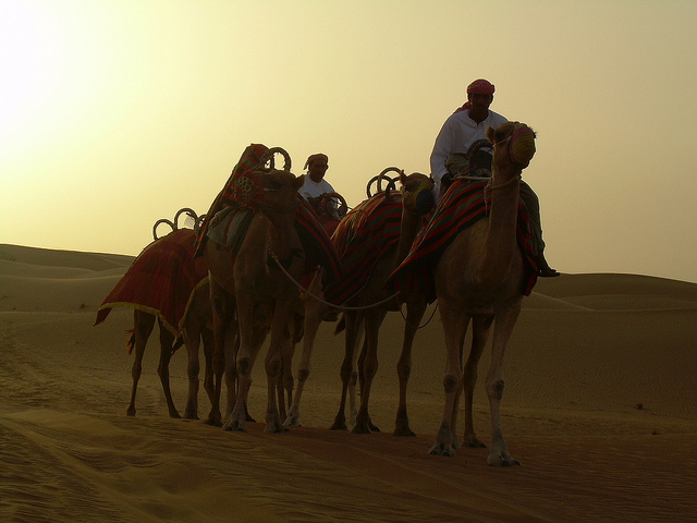 Dubai Camels | Big Five Tours
