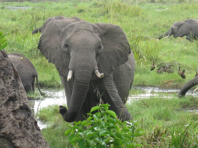 Elephant | Big Five Tours