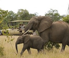 Elephants | Big Five Tours