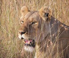 Kalahari-Desert-Lioness | Big Five Tours