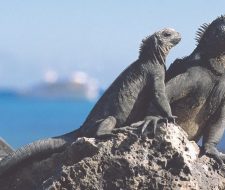 Galapagos Iguanas | Big Five Tours