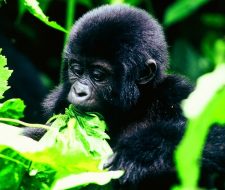Baby Gorilla | Big Five Tours