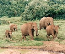 Elephants | Big Five Tours