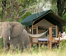 Elephant Botswana | BIg Five Tours