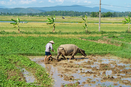 Rice Field, Hanoi