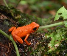 Frog Panama Big Five Tours