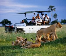 Botswana Safari - Lions | Big Five Tours
