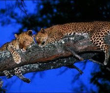 Zambia Leopard | Big Five Tours