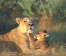 The Selinda Botswana, Lions | Big Five Tours
