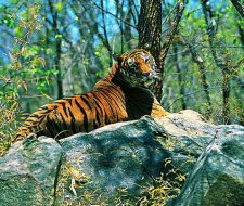 tiger-preserves-india | Big Five Tours