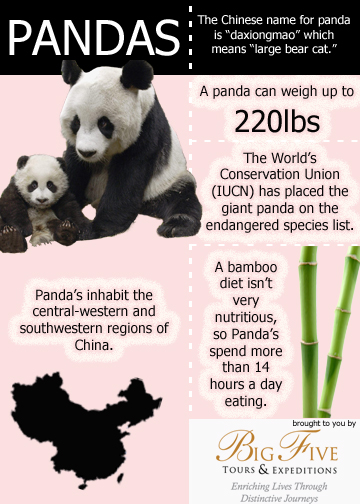 Panda Infographic