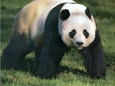 The Giant Panda of China - Big Five