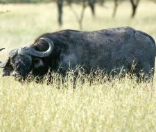 Kenya Great Migration Water Buffalo | Big Five Tours