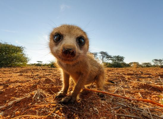 Tswalu-meercats