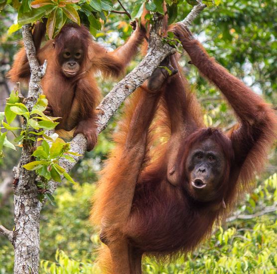 Orangutan-tanjung-puting