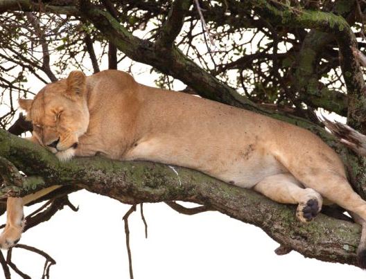 Sleeping-Lion