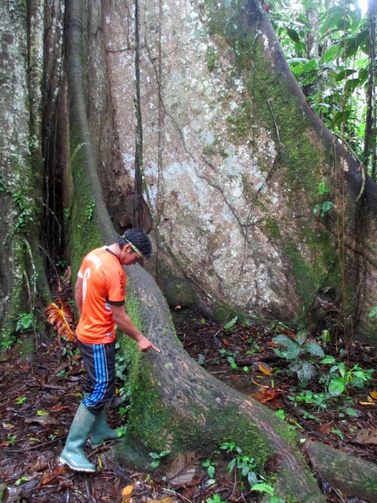 A Waorani guide talks about ancient trees of the Amazon