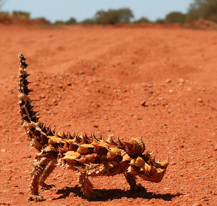 thorny-devil