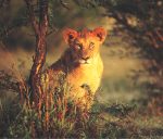 lioness at duskSM