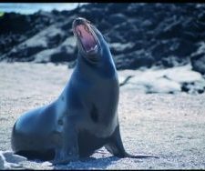 Seal Lion | Big Five Tours