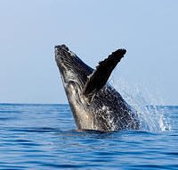 Whale | Big Five Tours