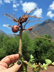 Peru Cusine