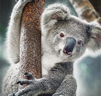 Koala | Big Five Tours