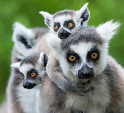Big Five President's Pick On the trail of Primates