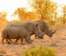 Rhinos | Big Five Tours